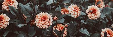 Your twitter cover photo should be just as attractive as the flowers you sell. Aesthetic Twitter Header Flowers Novocom Top