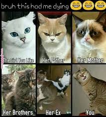 60 New Hot Funniest Cat Memes To Welcome 2020 Funny Grumpy Cat Memes Funny Cat Memes Funny Animal Memes