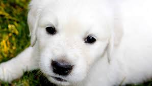 English Cream Golden Retriever Puppy Puppies White Golden Retriever Washington C English Golden Retrievers Golden Retriever English Golden Retriever Puppy