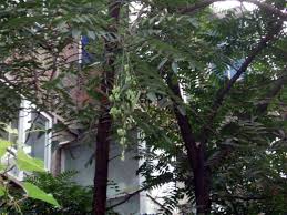 Image result for Toona