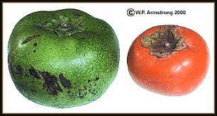 Strain and cool the liquid. Coco Plum Mammee Apple Pomegranate Persimmon Photos