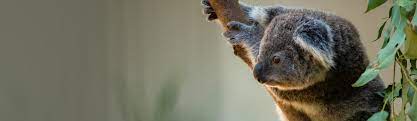 As of march 17, huffpost australia will no longer be publishing content. Things To Do Gold Coast Activities Currumbin Wildlife Sanctuary