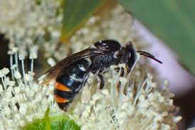 Image result for Lipotriche