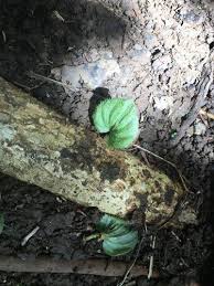 Image result for Nervilia petraea