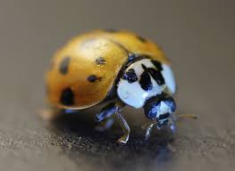 Ladybug Control And Treatments For The Home Yard And Garden