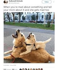 15 Tweets About Animals That Made Us Laugh This Week Funny Animal Memes Best Funny Photos Funny Photos