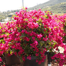 Image result for Bougainvillea