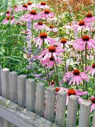 Bauerngarten Anlegen Gestalten Und Bepflanzen Bauerngarten Zaun Sonnenhut The Post Bauerngarten Anlegen Gestalten Und Be Cottage Garden Farm Gardens Plants
