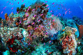 Bahkan, banyak orang yang menggunakan gambar pemandangan sebagai wallpaper pada laptop atau smartphone untuk menenangkan pikiran di. Pemandangan Bawah Laut Di Indonesia Ini Menakjubkan Tiket Com