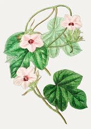 Image result for Ipomoea tuberculata