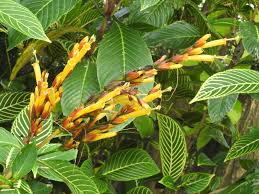 Image result for Sanchezia