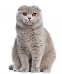 This cat was nicknamed a kangaroo for its favorite habit to sit on hind legs with front paws folded. Scottish Fold Cat Breed Profile Petfinder