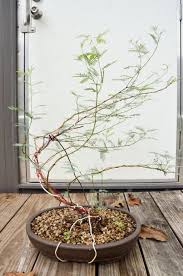 Mesquite Bonsai Full By Lamorth The Seeker On Deviantart