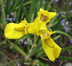 Image result for Moraea bella