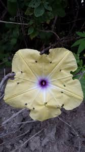 Image result for Ipomoea tuberculata