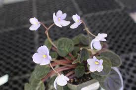 Image result for Saintpauliopsis lebrunii