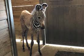 Image result for zebra