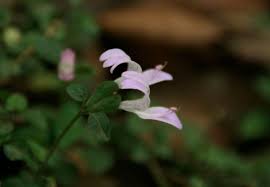 Image result for Hypoestes triflora