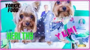 Dr Marty Dog Food Yorkie Taste Review The Food Youtube Yorkie Cute Baby Animals Baby Animals