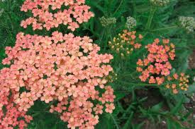 Rainfall In The Pacific Northwest Takes An Annual Break During Our Summers When Days Are Longest And Hottest And Evaporati Plants Achillea Millefolium Achillea