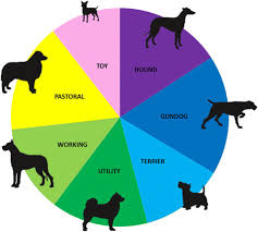 Grouping Of Purebred Dog Breeds The 215 Breeds Recognized