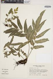 Image result for Asplenium buettneri