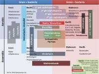 Himedia Antibiotic Sensitivity Chart Pdf Antibiotic