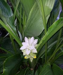 Be applied near the base of the plant. Growing Turmeric In Containers In Temperate Climates Deep Green Permaculture