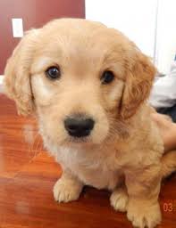 For sale, we have 6 amazing young puppies excluded of a litter of 11! Miniature Goldendoodle Puppy For Sale In Macomb Michigan Best Pets Online