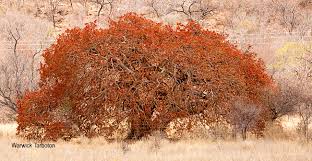 Image result for Ficus ingens