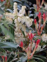 Image result for Pieris japonský obrázek