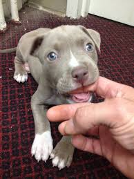 A Gal I Work With Saved A Baby Pitbull Stranded In Our Parking Lot Yesterday I Think He Likes My Finger Pitbull Puppies Cute Puppies Pitbulls