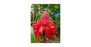 Image result for Erlangea remifolia