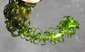 Image result for Lagarosiphon major