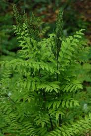 Image result for Osmunda regalis