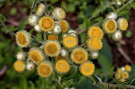 Image result for Helichrysum foetidum