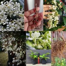 Image result for Clerodendrum pusillum