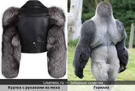 Обезьяна на Likeness.ru / Новые сходства в начале