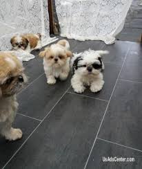 Find out what you need here. Tim Shih Tzu Puppies Pets For Sale In Birmingham Alabama Usadscenter Com Mobile 200652