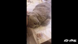 Sy hntr lola utk kahwin d imadi shah alam. Viral Imadi Pets Penindas Penipu Part 1 Youtube