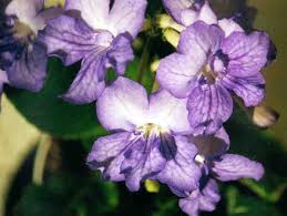 Image result for Streptocarpus eylesii