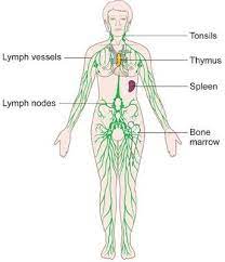 Diagram Of The Female Lymphatic System Lymphatic System Lymph Massage Lymphatic Drainage Massage