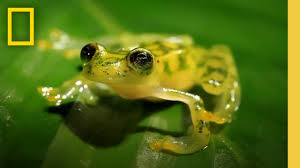 Image result for glass frog