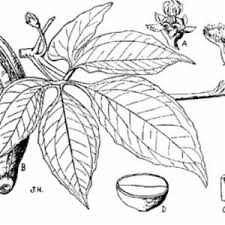 Image result for Telfairia occidentalis
