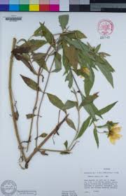 Image result for Bidens oligoflora