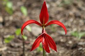 Image result for Sprekelia