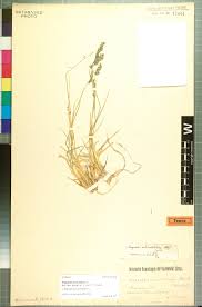 Image result for Eragrostis welwitschii