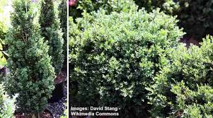 Don't let that stop you from planting a tree or two. 35 Foundation Plants Landscaping Shrubs For Front Of House Pictures