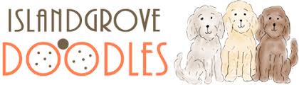Our emphasis is on quality. Goldendoodle And Bernedoodle Puppies In Illinois By Island Grove Doodles