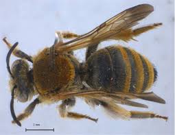 Image result for Lipotriche